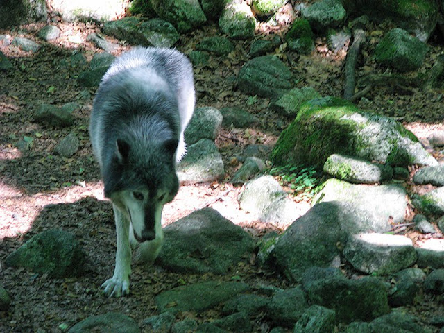 Maison des loups en Ariège