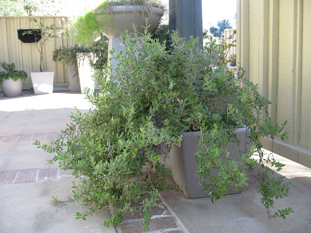 Mother Nature's Backyard A Waterwise Garden Growing California