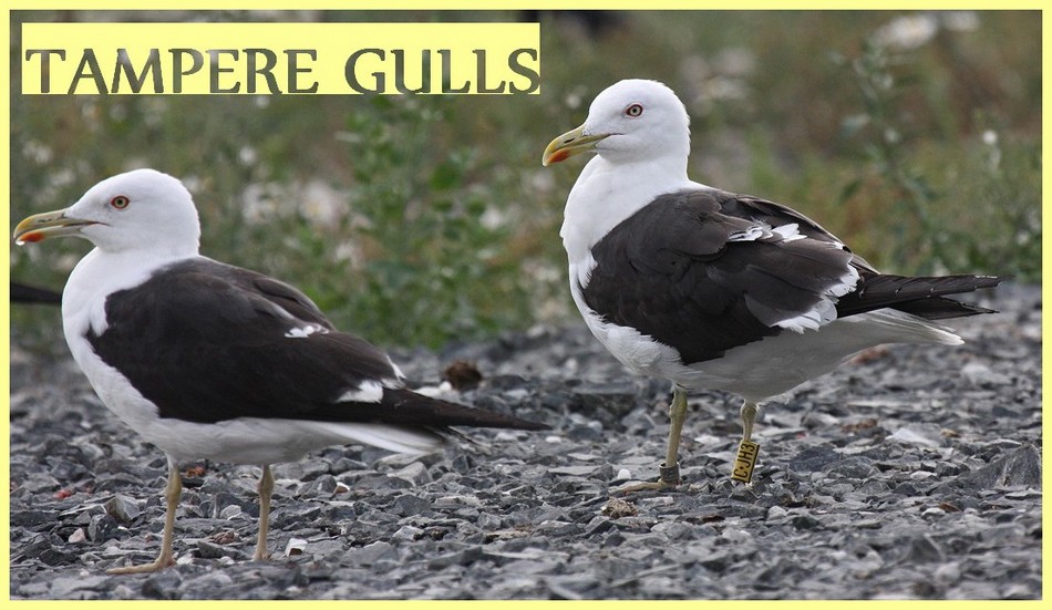 Tampere Gulls