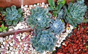 Pebbles can be used as mulch for Succulents 