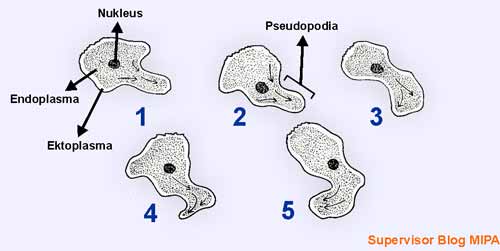 Protozoa yang bergerak dengan kaki semu adalah