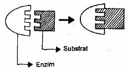 Mekanisme kerja enzim