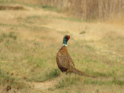 Sacramento National Wildlife Refuge