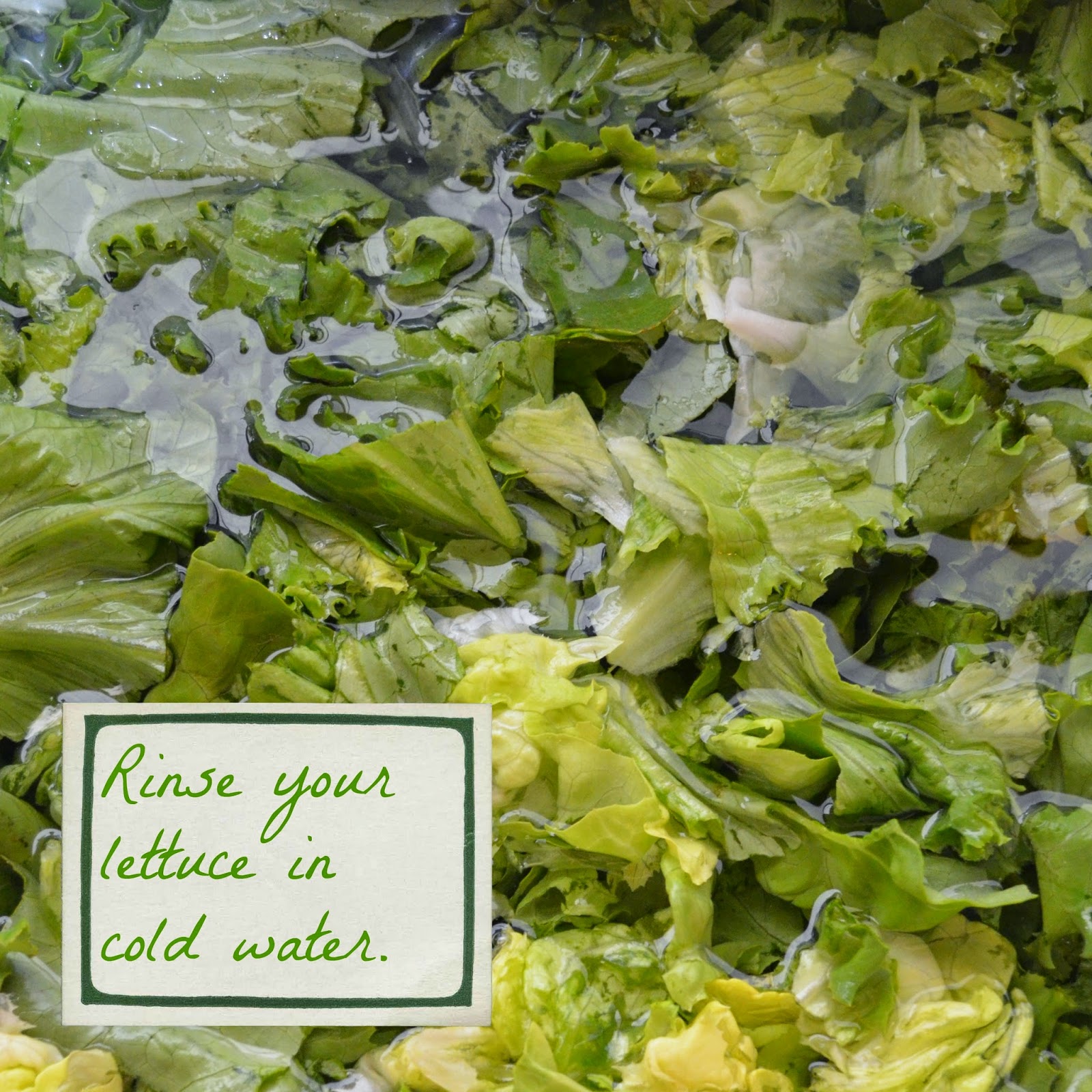 The Cyclist's Wife Make Lettuce Last