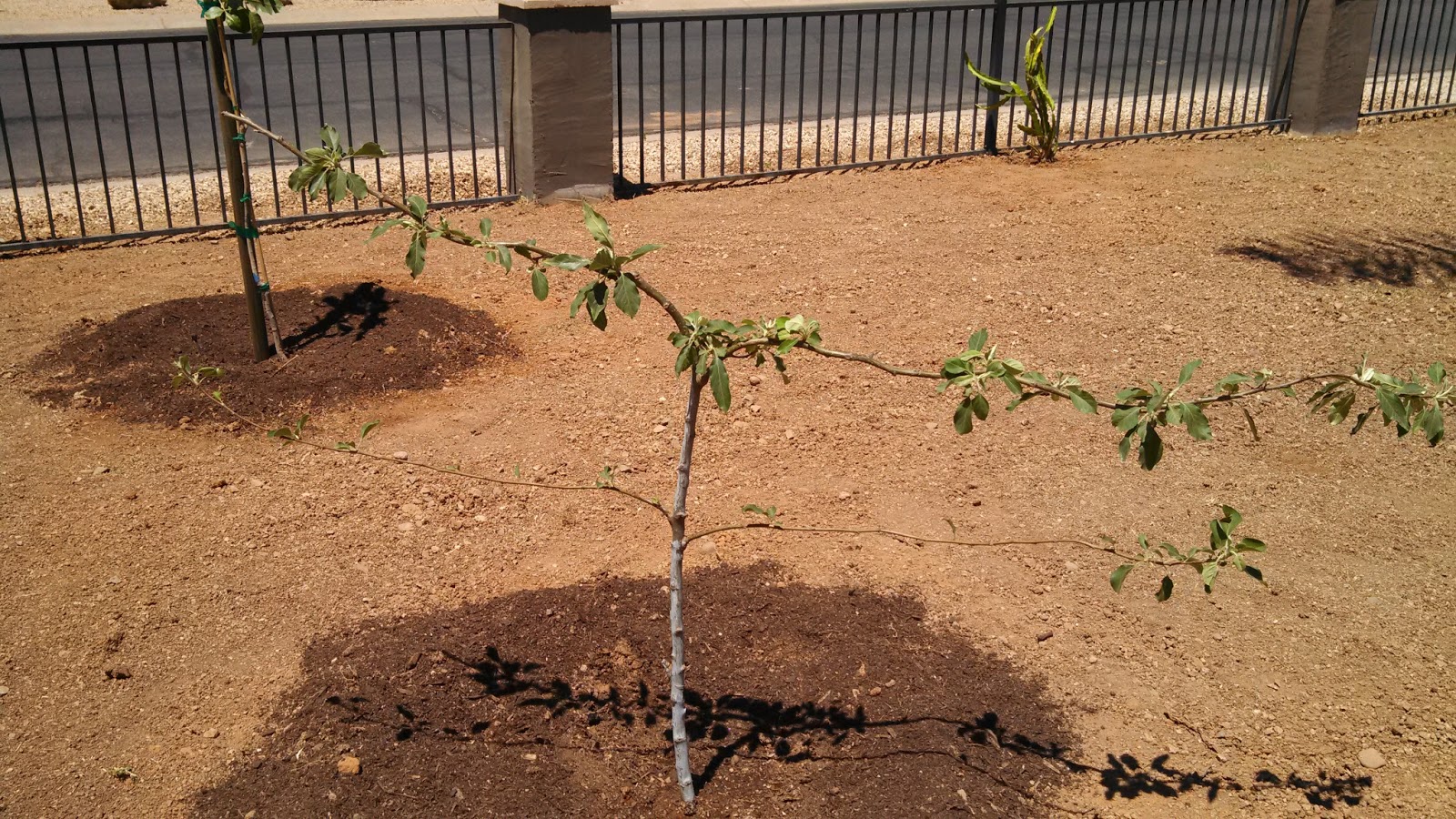 Wild Fiction Fuji Anna Espalier Apple Cocktail