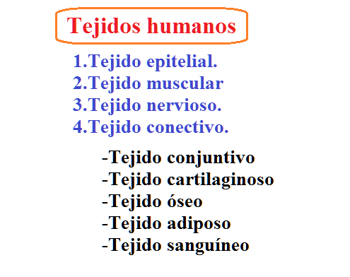 Tejidos humanos, histología