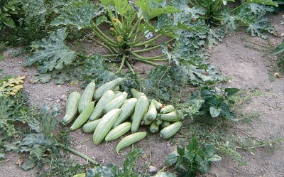 Άνυδρη καλλιέργεια λαχανικών