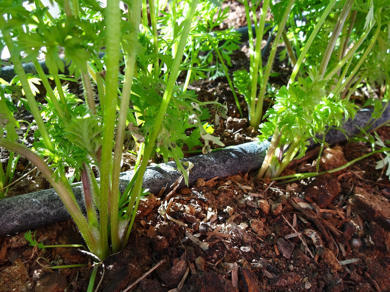 The Scientific Gardener Purple Carrot Experiment