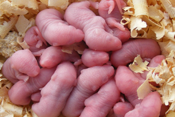 Anak tikus baru lahir