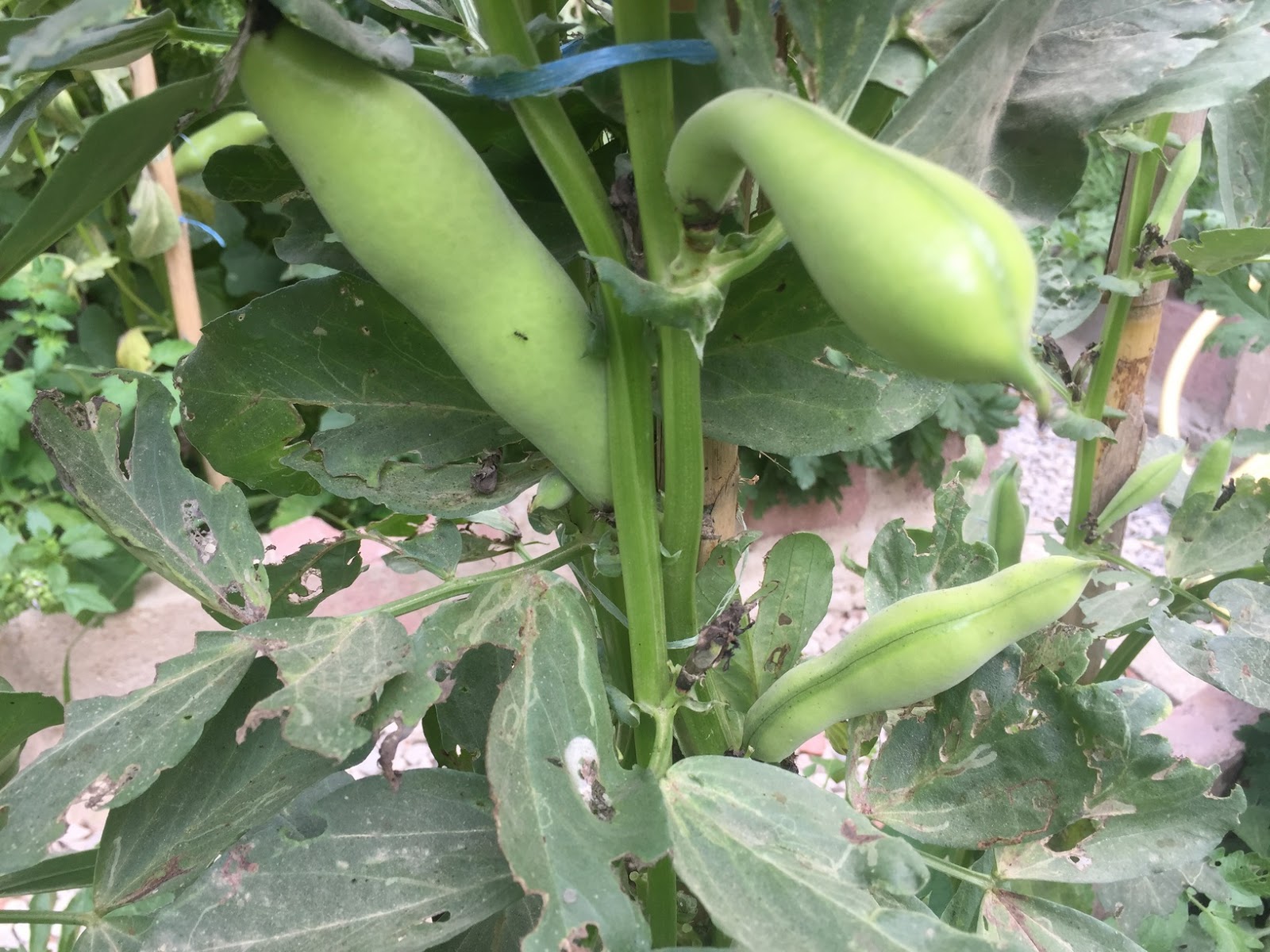 HOW TO PLANT BROAD BEANS HOME AND GARDEN