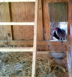 coop straw shavings vs choice litter chicken eggs fresh daily chickens