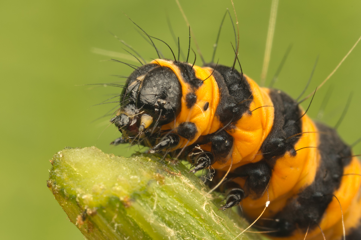 Matt Cole Macro Photography Cinnabar Moth Caterpillars