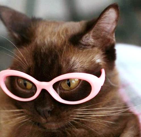14 Gambar Kucing Pakai Kacamata Lucu Banget Yg Bergerak