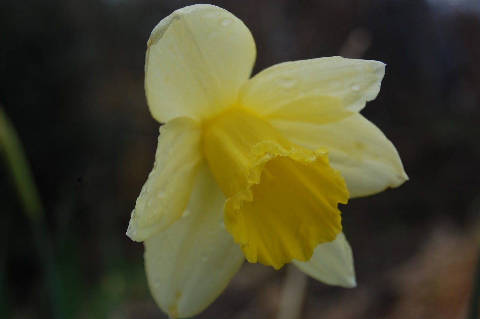 First Flowers of Spring Life on Pig Row