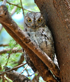 African Scops Owl