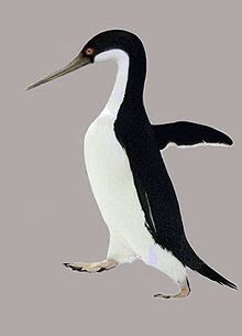 pinguino prehistorico Anthropornis