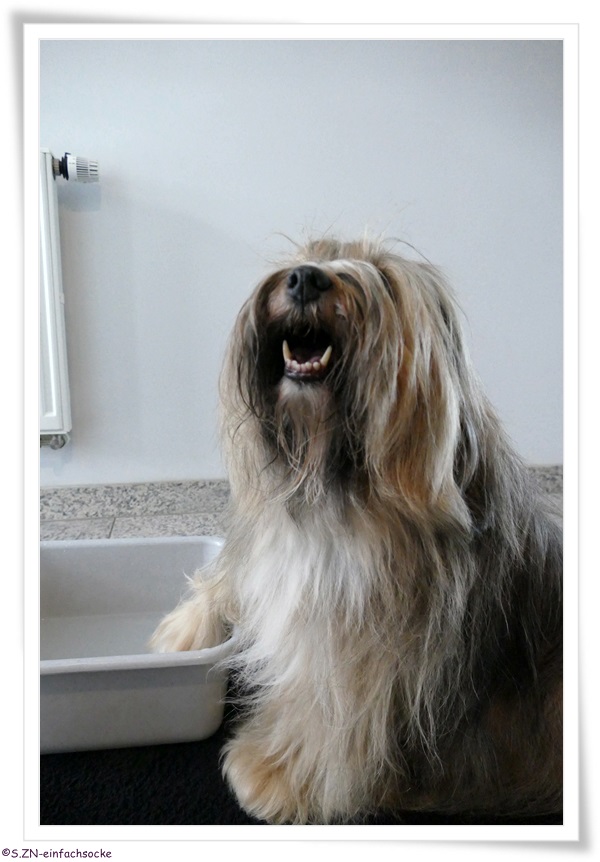 [Hundeblog] Einfach Socke Kennt Ihr noch Tilly?