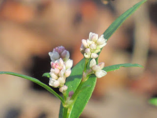 wildflower wednesday