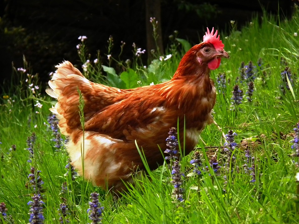 CHICKEN KEEPING Free Range, Tractor, or Permanent Coop? (Which is best