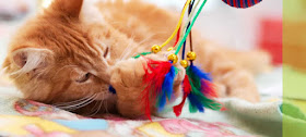 5 Reason you should buy your cat a toy