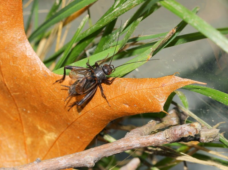 Listening in Nature Crickets in the House ground crickets and field crickets