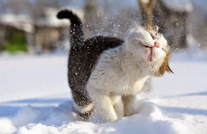 صور حيوانات في الثلوج