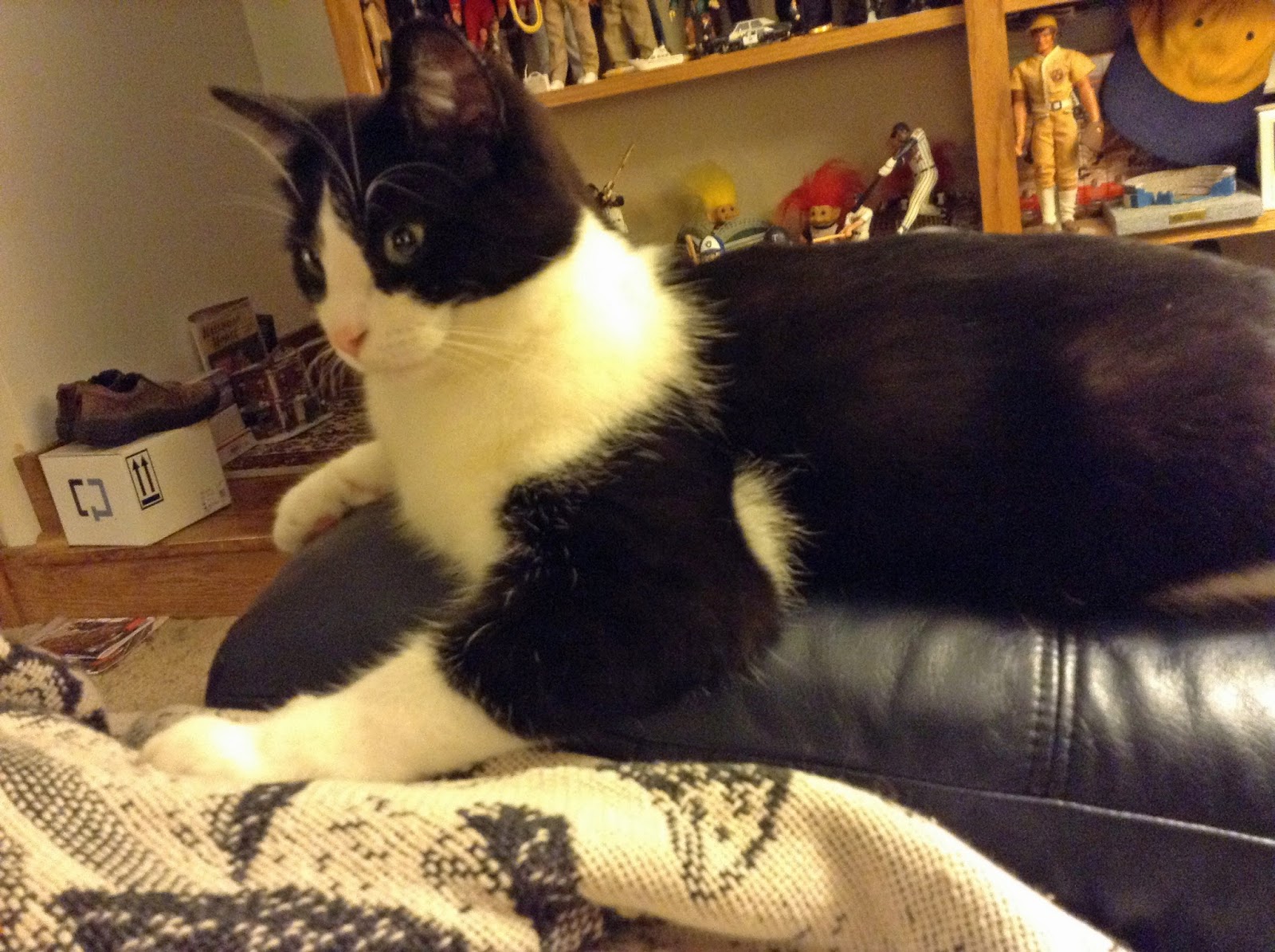 It's all about the cats! It's too warm to sit in your lap.