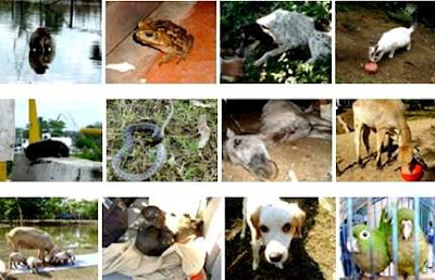 Semana de la Vida Animal Foto de animales por la Semana de la Vida Animal