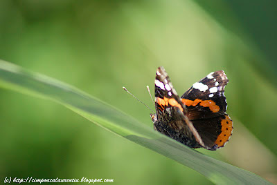 fluture butterfly Schmetterling papillon  mariposa πεταλούδα
