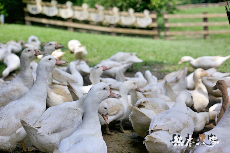 苗栗親子必訪|可愛鴨鴨大遊行、兔寶寶、黑山羊生態區~飛牛牧場有趣互動體驗