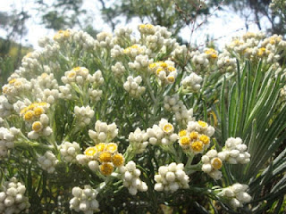 Bunga Edelweiss