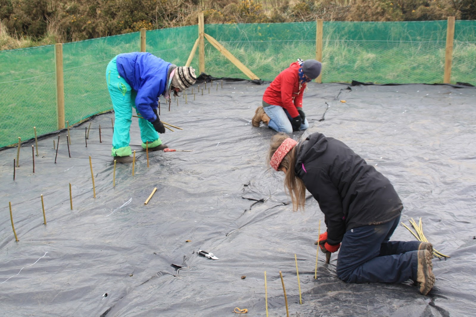 Bosavern Community Farm Willow planting
