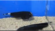 Jenis Ikan Hias Air Tawar Aquarium  Black Ghost makan 2 kali sehari