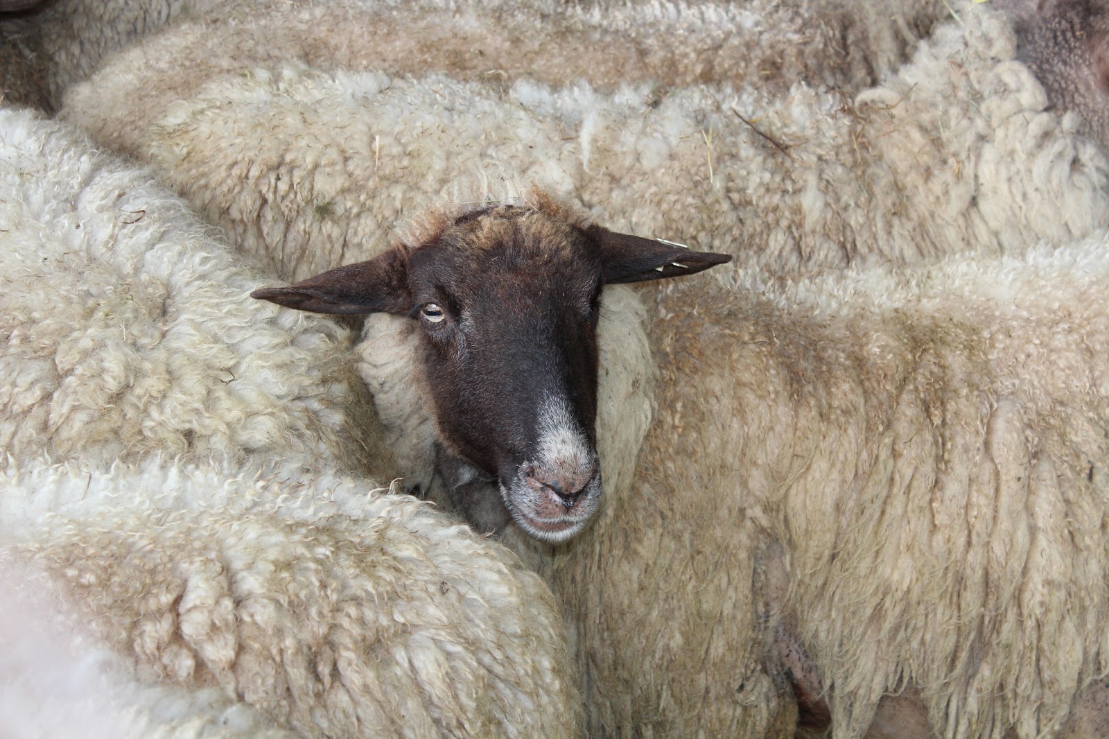 käferglück Es ist Frühling, die Schafe werden geschoren