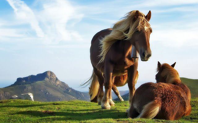 رحلة الى عالم الخيول منذ ولادتها