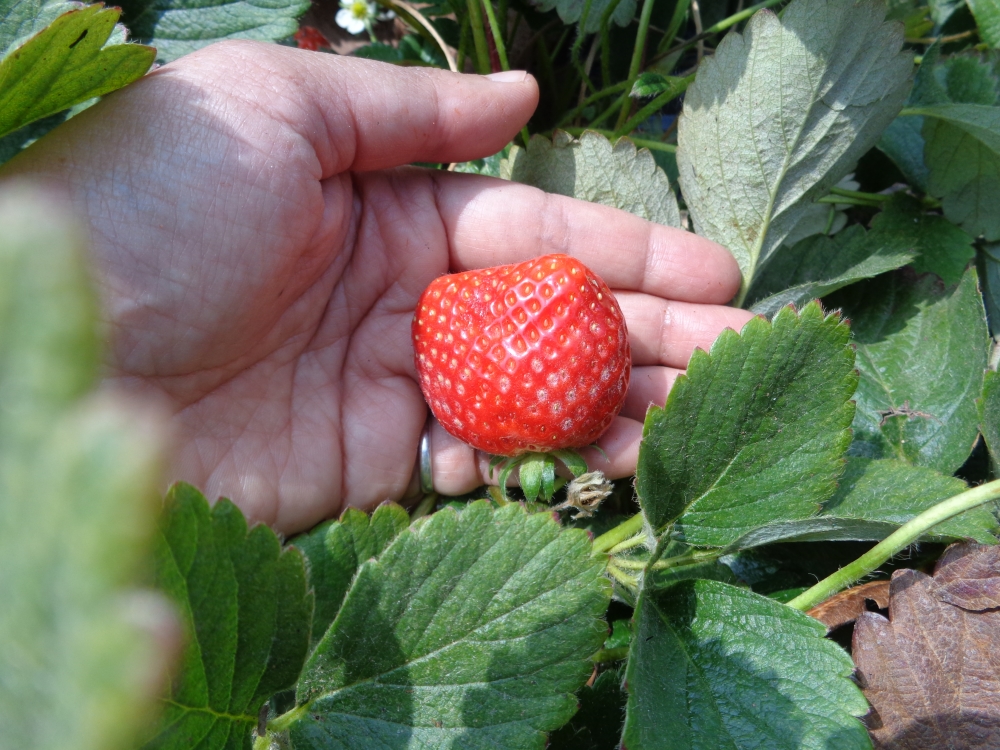 Riding a Rainbow Strawberry Picking at Panchgani