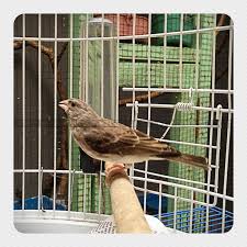 Hobi Yang Membawa Rezeki Membedan Jenis Kelamin Burung Sanger