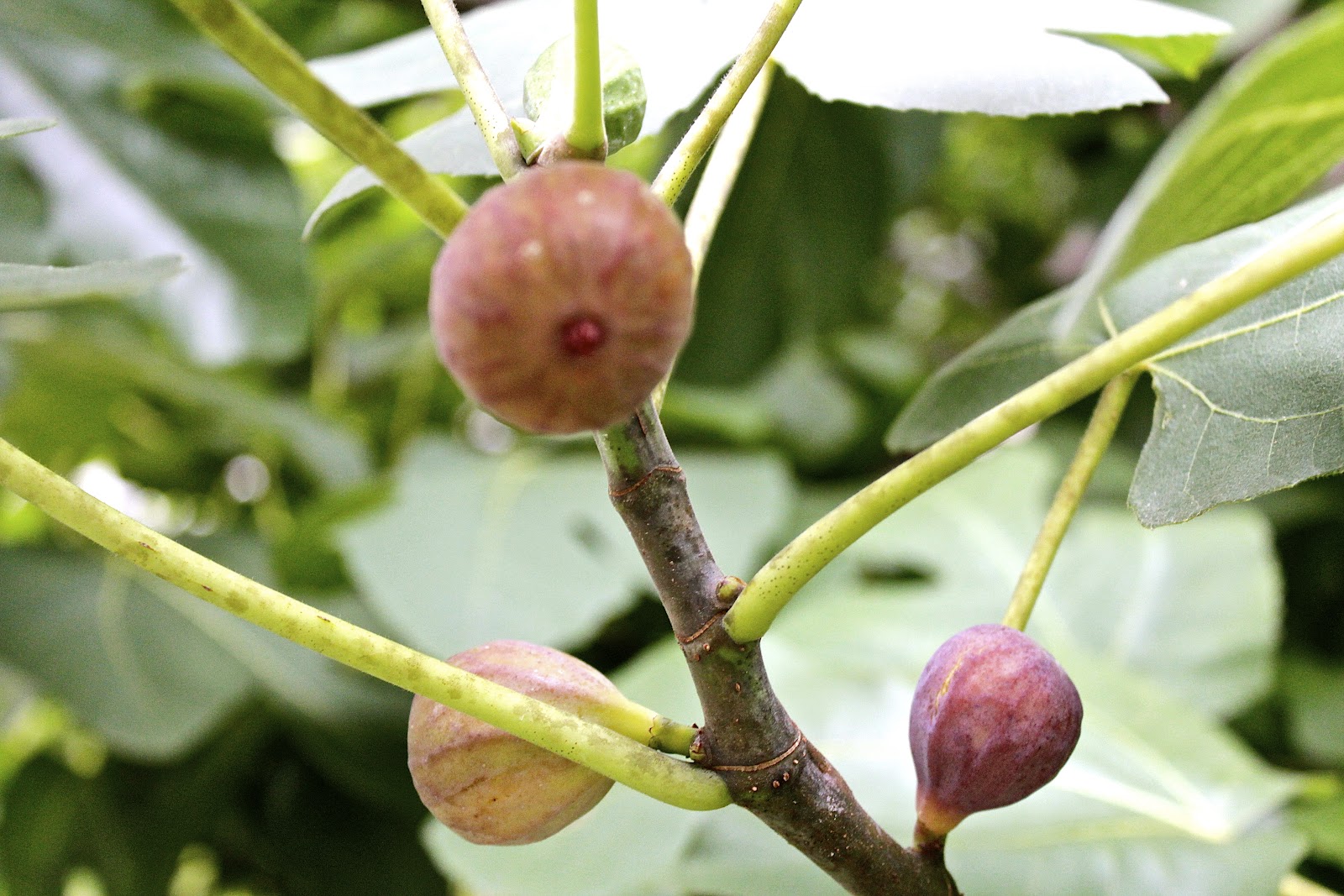 figs flowers food FIGS the last of the season