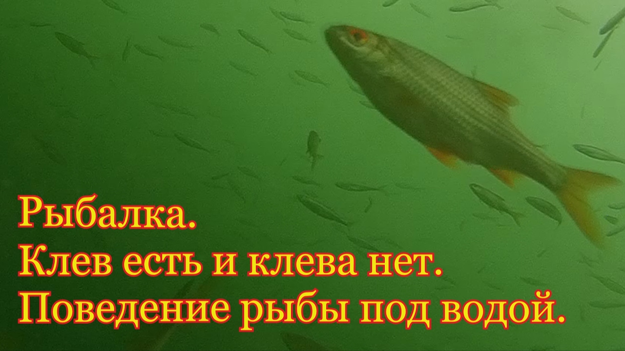 клев щуки под водой видео клев щуки под водой видео