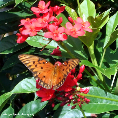 Gulf Fritillary Butterfly - Discovery Gardens Gulf Fritillary Butterfly - Discovery Gardens