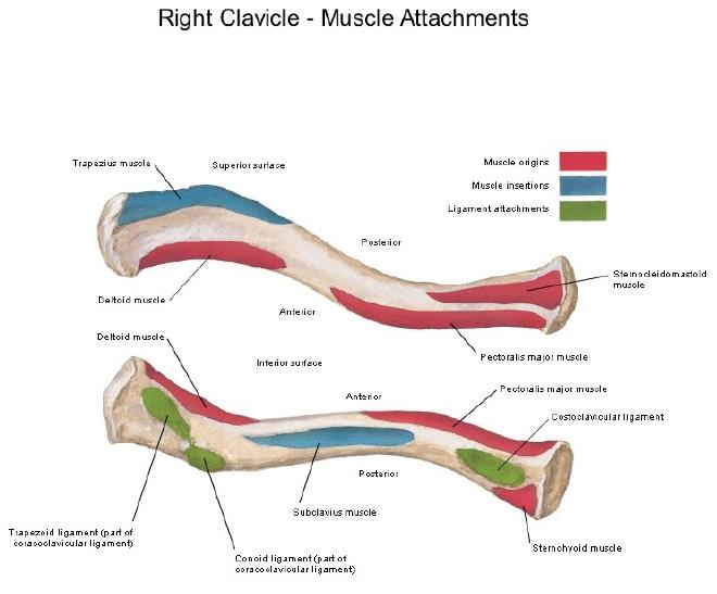 Clavicle the collar bone: MCQ high yeild points