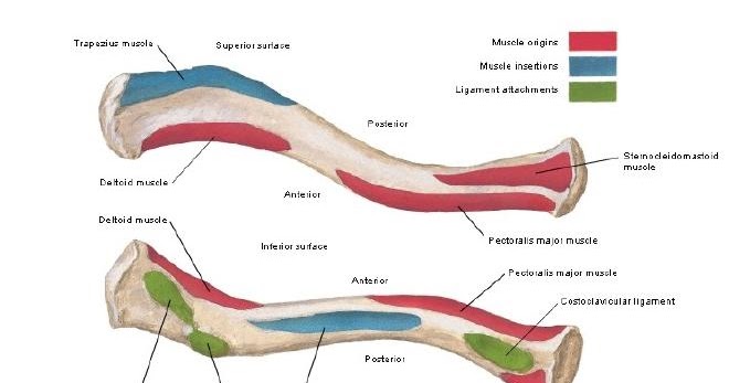 Clavicle the collar bone: MCQ high yeild points