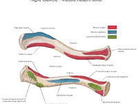 Clavicle Diagram Clavicle Diagram