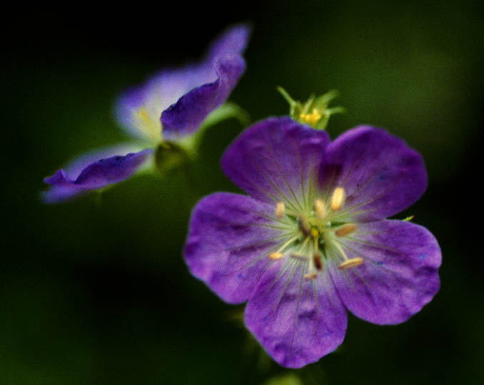 The characteristics of living and Non living things