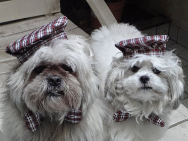 NUESTROS PRIMITOS LINDOS: PASUCCI Y DARIUS DE BUENOS AIRES.