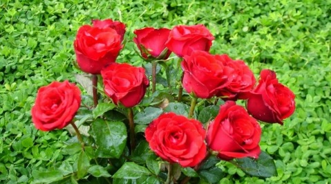 Contoh Hasil Observasi Bunga Teratai Informasi Seputar