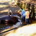 El hipopótamo Gustavito no murió por una paliza sino por negligencia