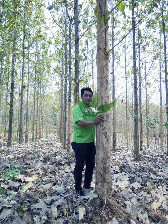Pohon_Jati_Solomon_Umur_4_tahun_Semarang4