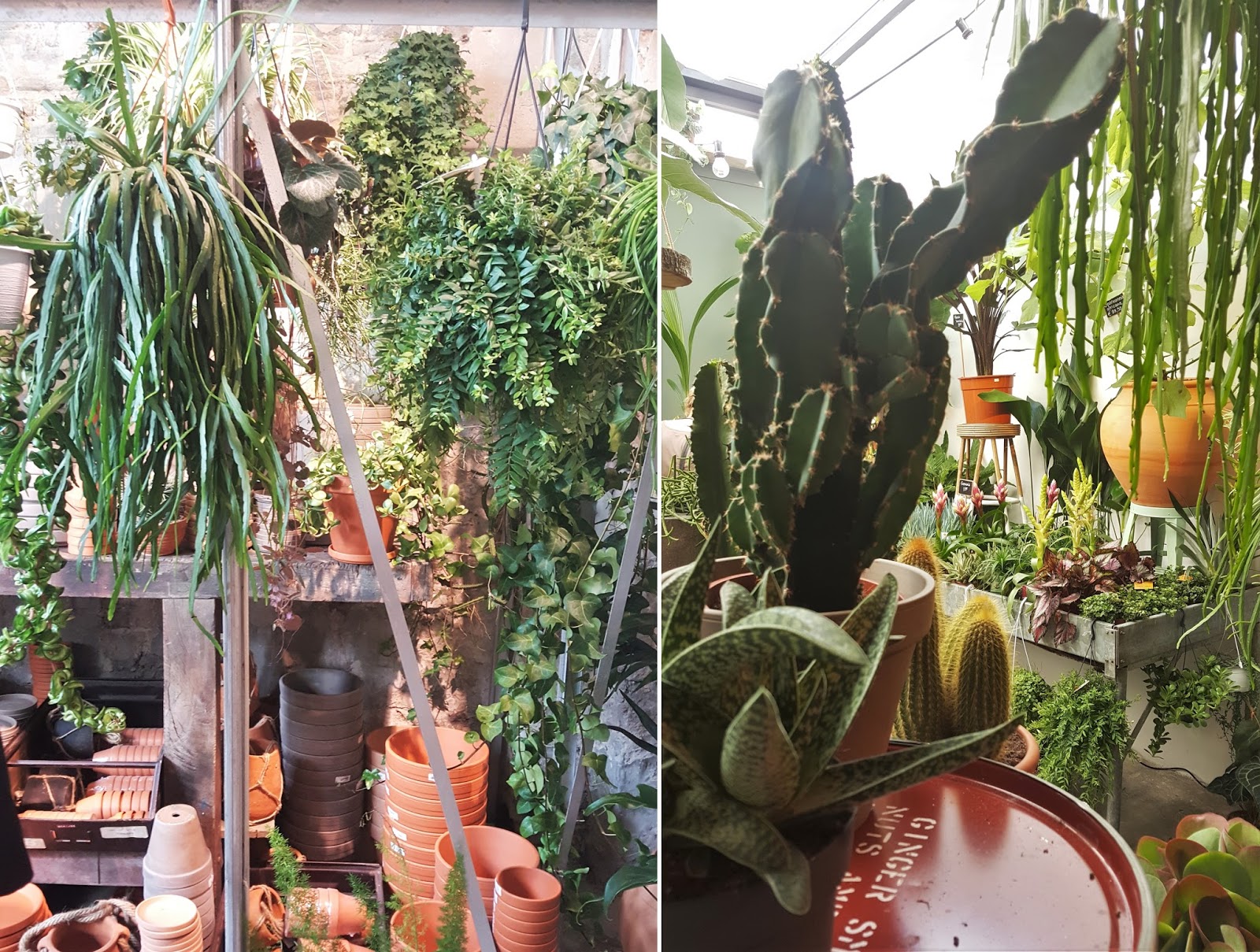 Lifestyle Vintage & Plants