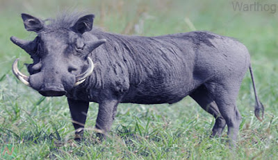 warthog, warthog wild animal